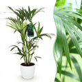 Kamerplant - Howea Forsteriana - Kentia Palm - Weinig Onderhoud - Groen - 1 Plant - met Potter Wit - Pot 19cm - Hoogte 80-85cm