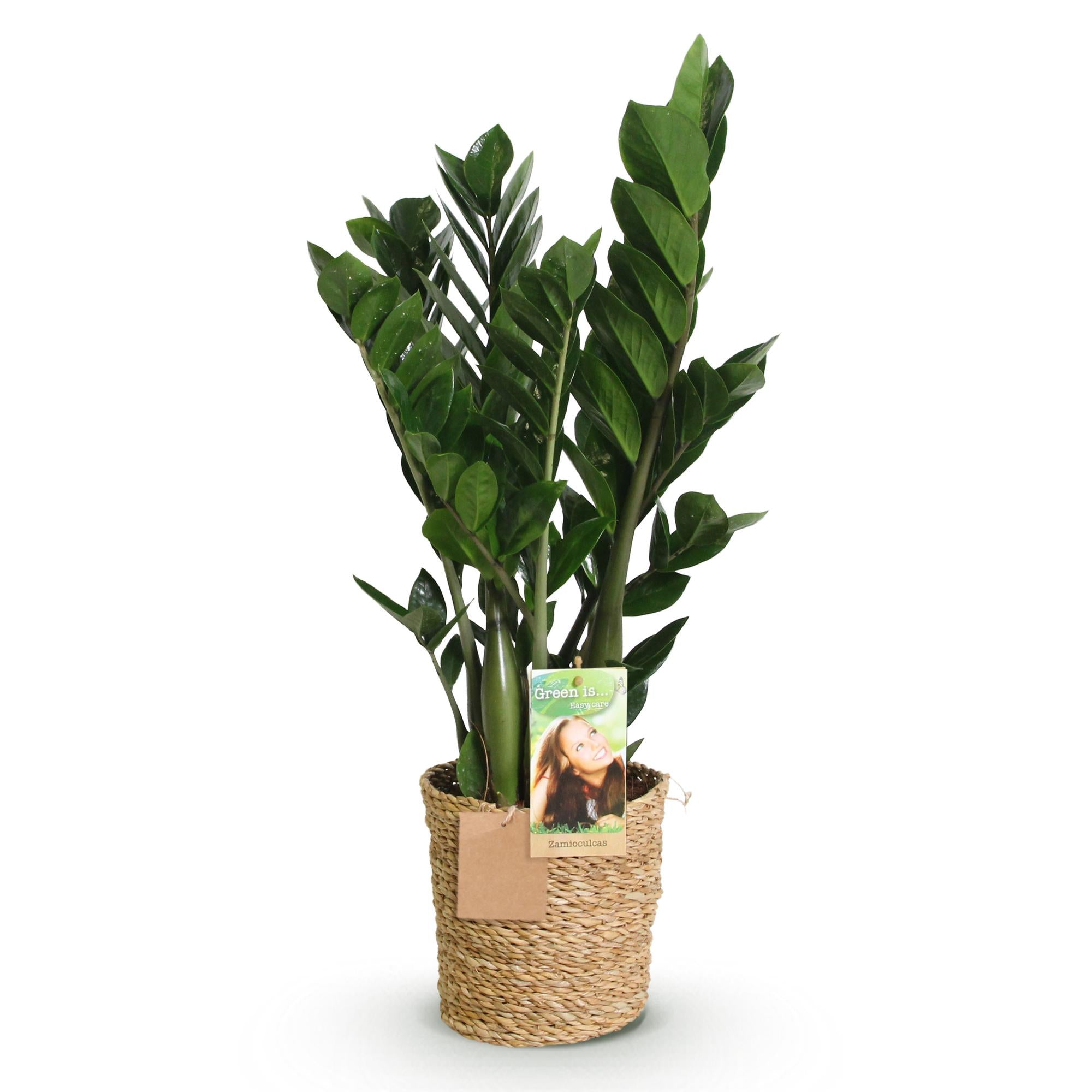 Green is... Kamerplanten - Zamioculcas - ZZ-plant - Weinig onderhoud - met mand - Groen - 1 Plant - Pot 17cm - Hoogte 65-75cm