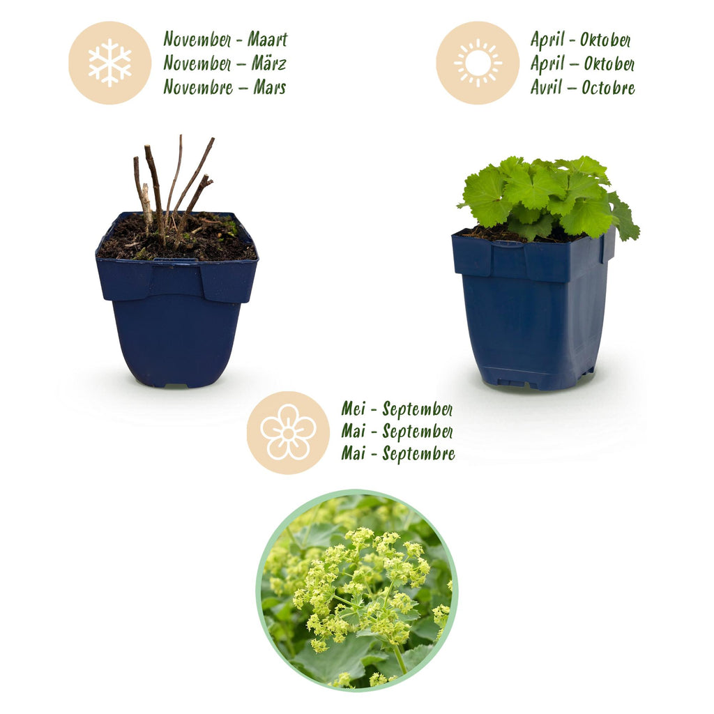 Vasteplant - Alchemilla mollis - Vrouwenmantel - Bodembedekkend - Geel - 6 Planten - Pot 11cm - Hoogte 15-25cm