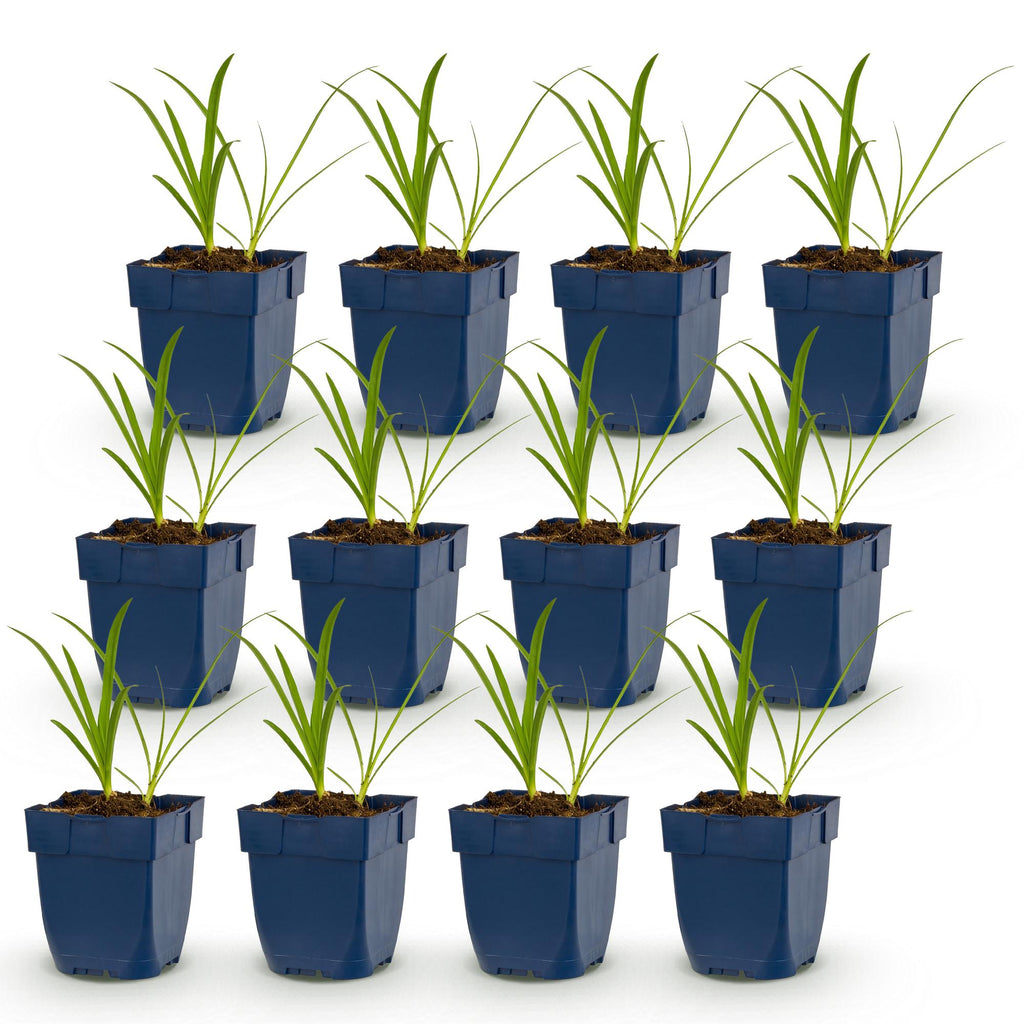 Vasteplant - Agapanthus africanus Albus - Afrikaanse Lelie - Bijen en Vlinderlokkers - Wit - 12 Planten - Pot 11cm - Hoogte 15-25cm