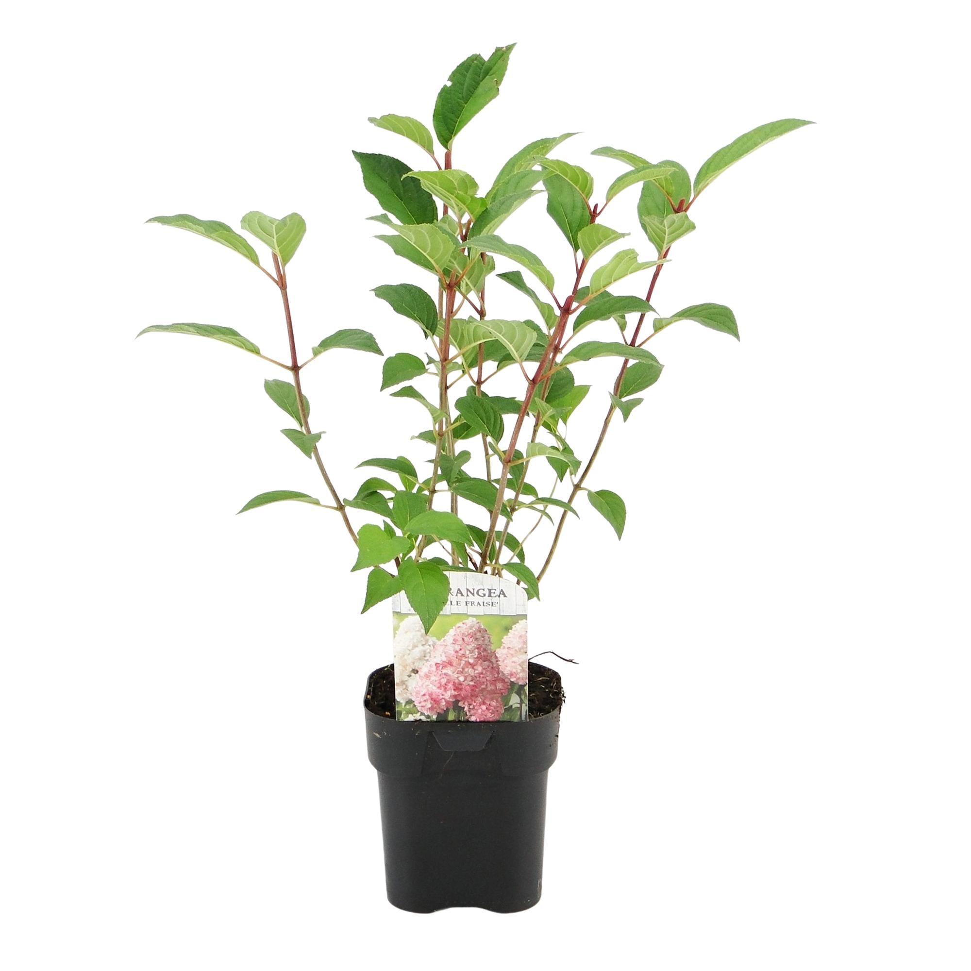 Pluim Hortensia - Hydrangea panniculata Vanille Fraise - Bloem Wit Roze  - 3 Planten 1 m2 - Bladverliezend - Grote Bloemen - Pot 17cm Hoogte 50cm