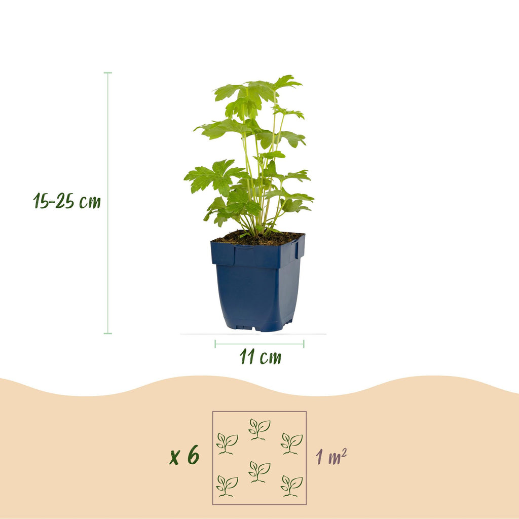 Vasteplant - Delphinium Tricolour - Ridderspoor - Bijen- en vlinderlokkers - Paars - Roze - Wit - 12 Planten - Pot 11cm - Hoogte 15-25cm
