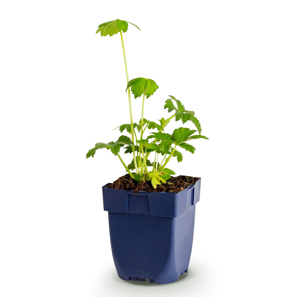 Vasteplant - Astrantia major - Sterrenkruid - Schaduw - Wit-Roze - 1 Plant - Pot 11cm - Hoogte 15-25cm
