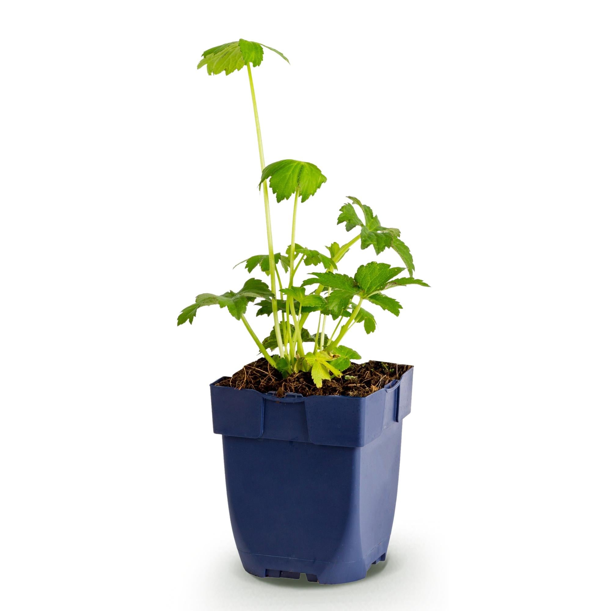Vasteplant - Astrantia major - Sterrenkruid - Schaduw - Wit-Roze - 1 Plant - Pot 11cm - Hoogte 15-25cm