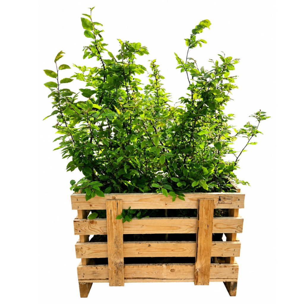 Palletdeal Haagplanten:  50 Carpinus Betulus ↕ 80-100 - Ø 19cm | Mini Pallet