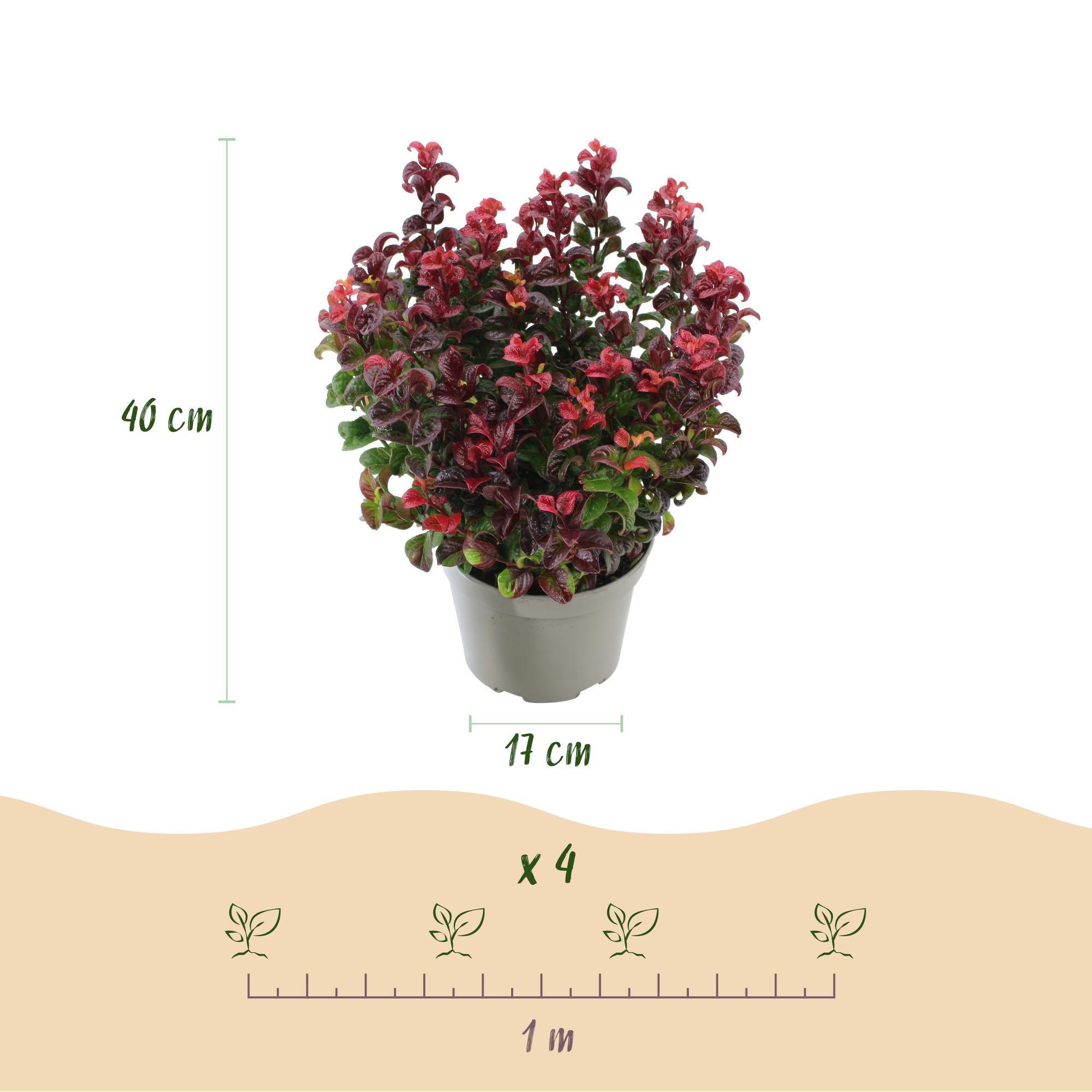 Tuinplant - Leucothoe Curly Duo - Geel & Rood - 2 Planten - Groenblijvend - Weinig Onderhoud - Pot 17cm Hoogte 40cm