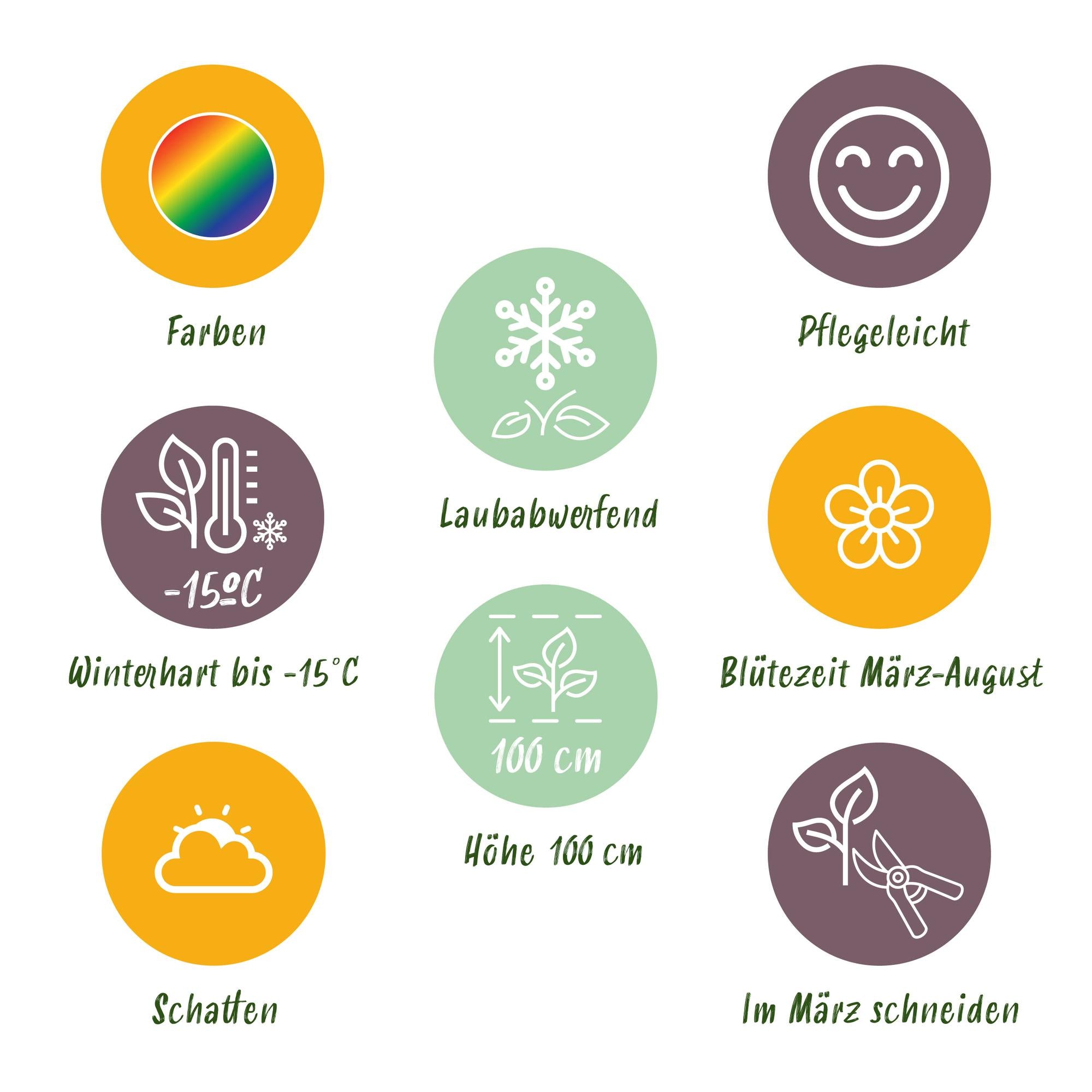 Vasteplant - Borderpakket - Schaduw - Diversen - Soorten en kleuren - 6 Planten - Pot 11cm - Hoogte 15-25cm