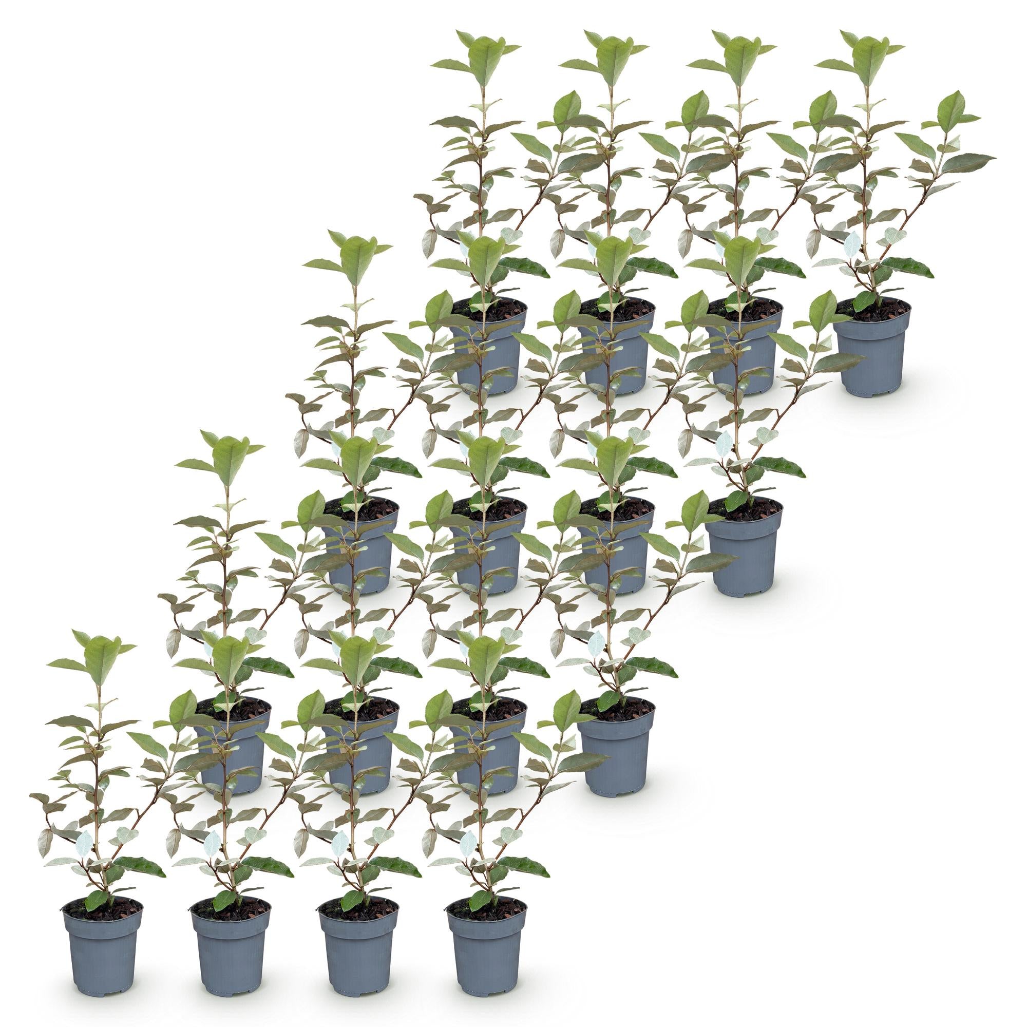 16x Eleagnus ebbingei Compacta - Olijfwilg - Haagplanten - Groenblijvend - Grijs - Pot 9cm - Hoogte 25-35cm