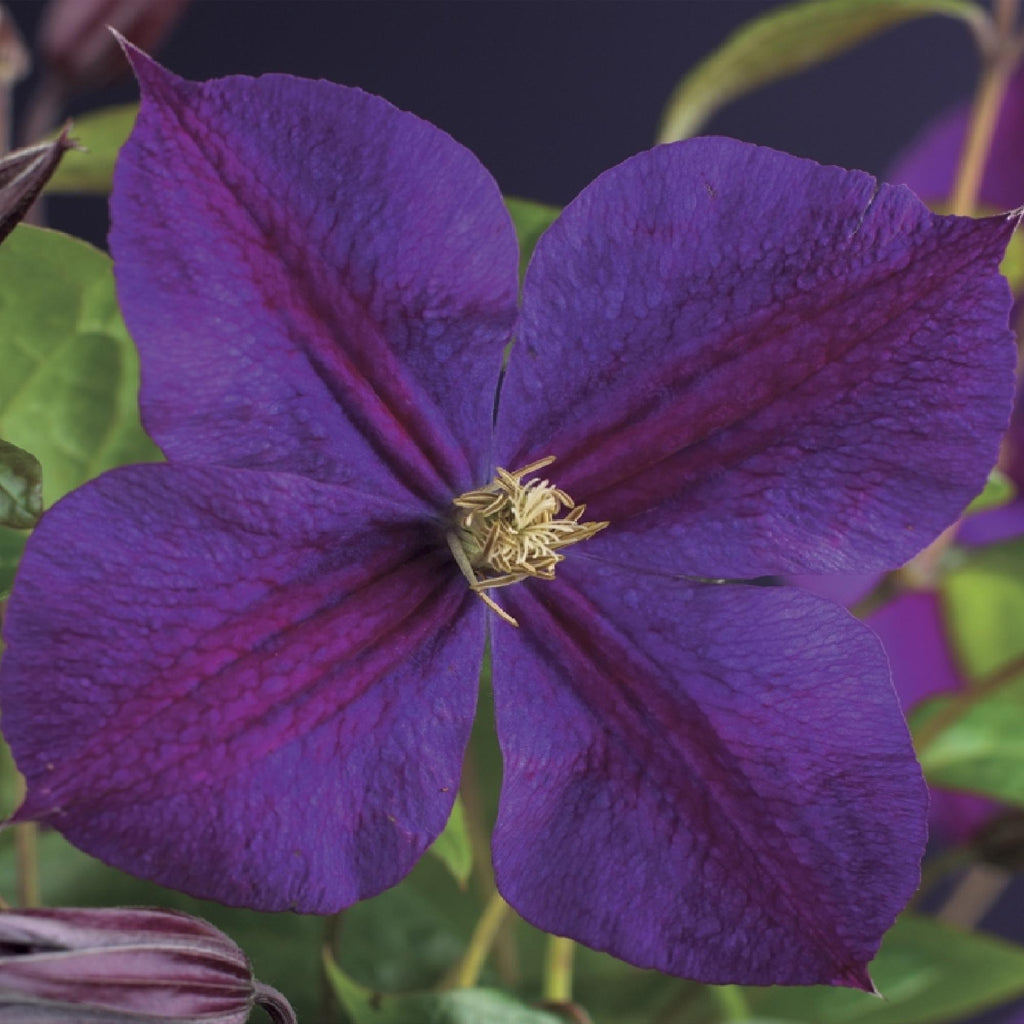 Klimplant - Clematis Star of India - Bloem Roze - Weinig onderhoud -2 planten -  Pot 11cm Hoogte 40cm