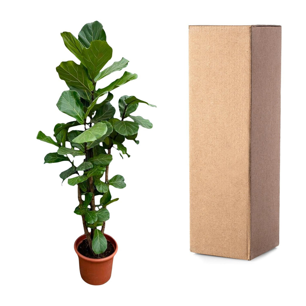 Ficus Lyrata vertakt XXL - 200cm - ø45-50 cm