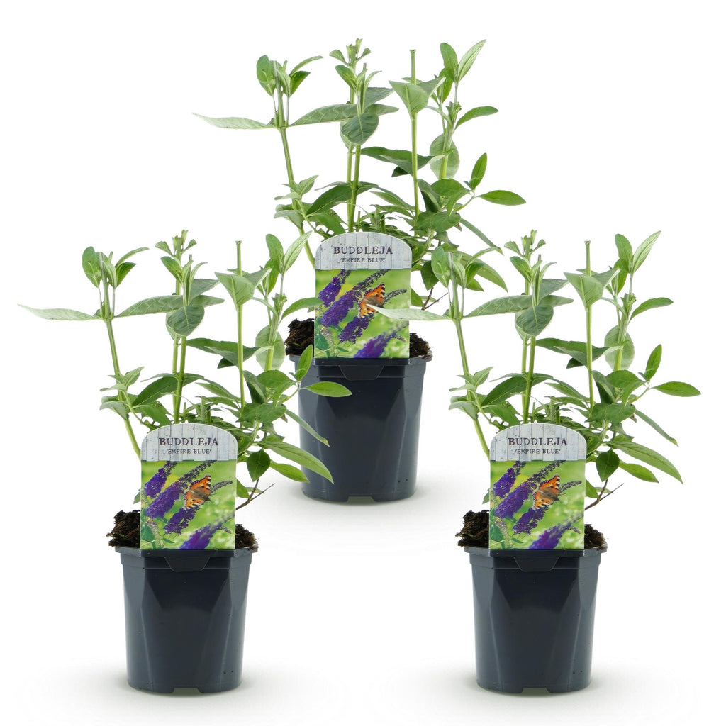 Tuinplant - Buddleja davidii Empire Blue - Vlinderstruik - Winterhard - Blauw - 3 Planten - Pot 17cm - Hoogte 45cm