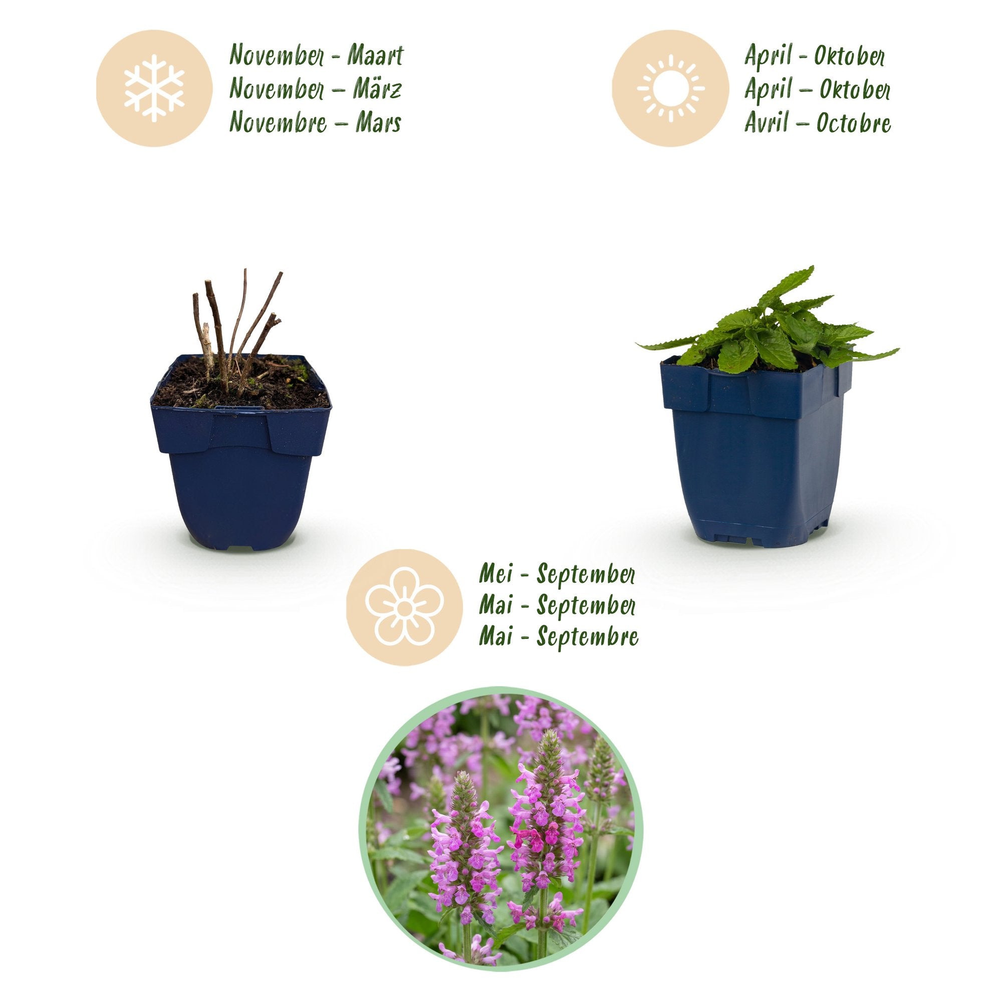 Vasteplant - Stachys off. Ukkie - Ezeloor - Rotsplanten - Roze - 12 Planten - Pot 11cm - Hoogte 15-25cm