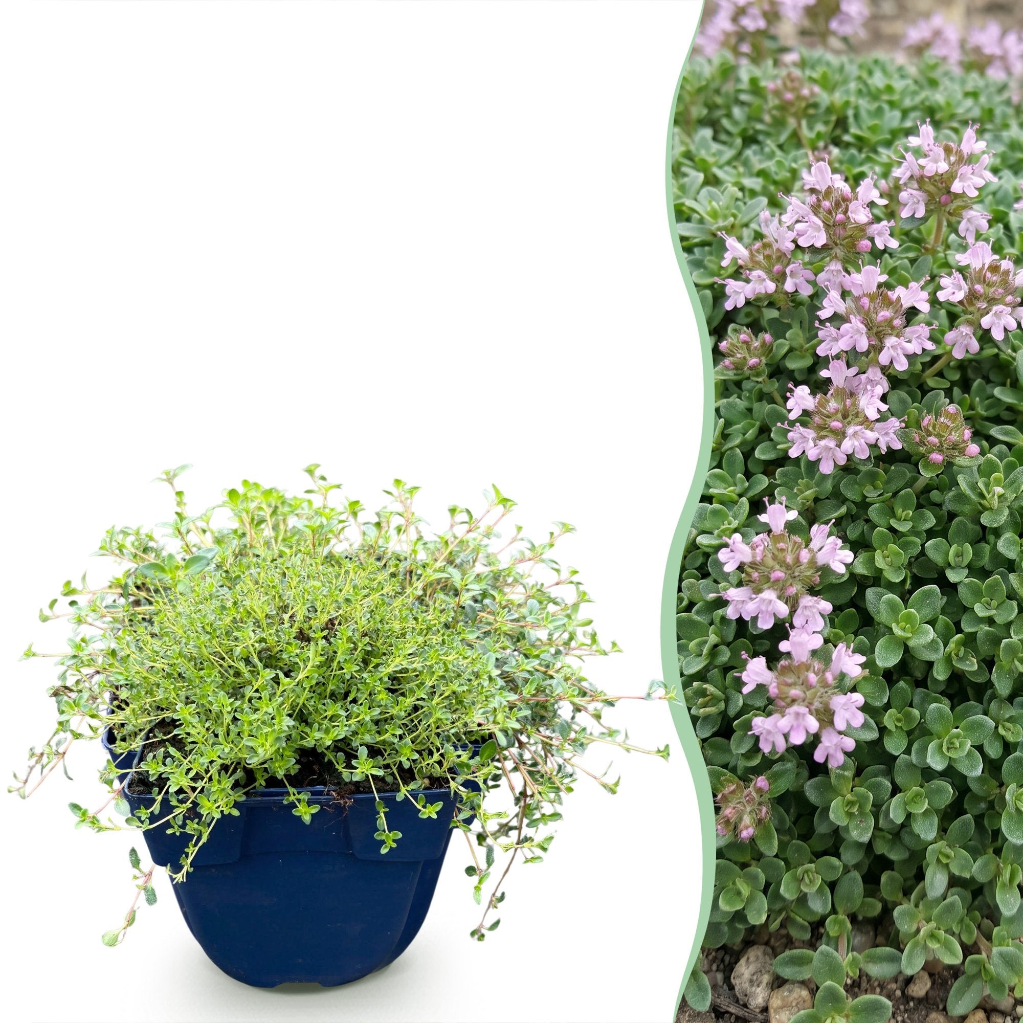 Vasteplant - Thymus praecox Minor - KruipTijm - Geurend - Roze - 1 Plant - Pot 11cm - Hoogte 15-25cm
