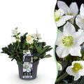 Tuinplant - Kerstroos - Helleborus Christmas Carol  - Witte Bloem -1 Plant - Groenblijvend - Pot 17cm Hoogte 35cm
