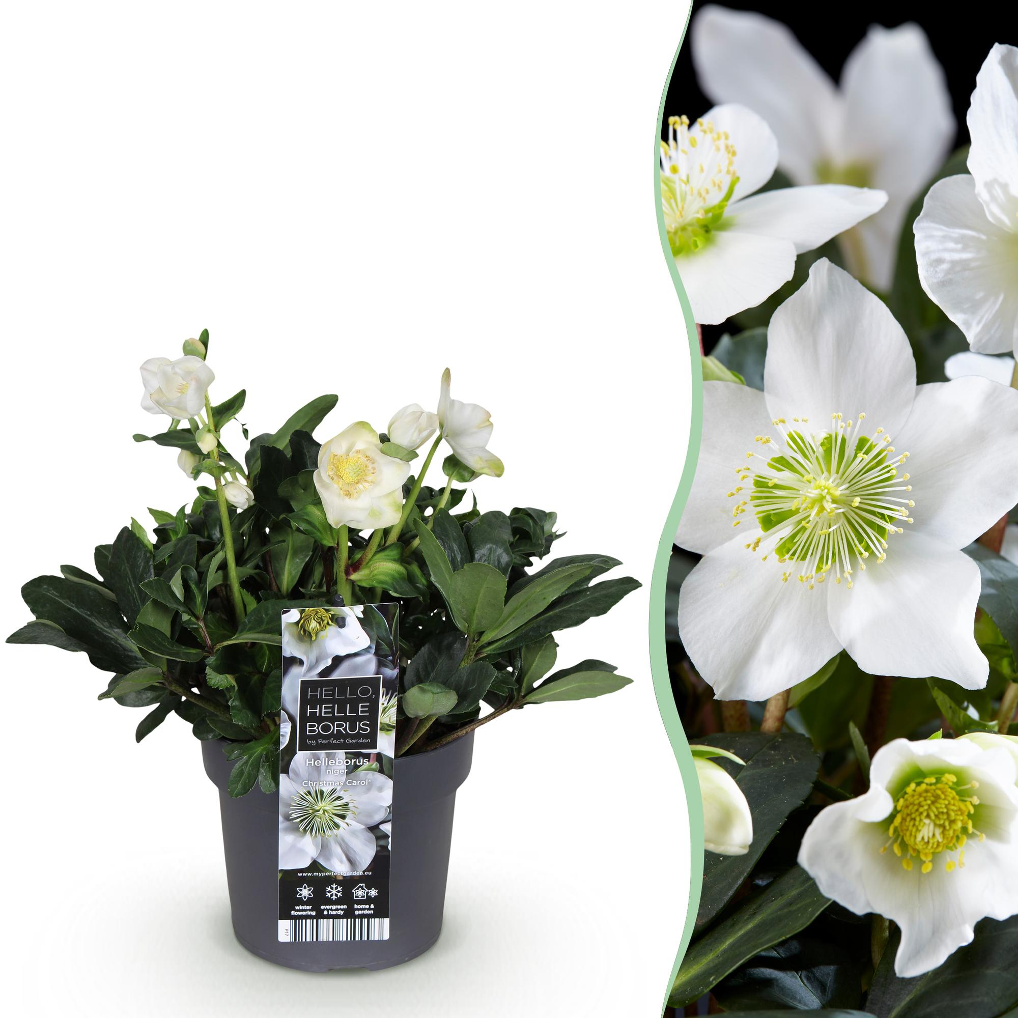 Tuinplant - Kerstroos - Helleborus Christmas Carol  - Witte Bloem -1 Plant - Groenblijvend - Pot 17cm Hoogte 35cm