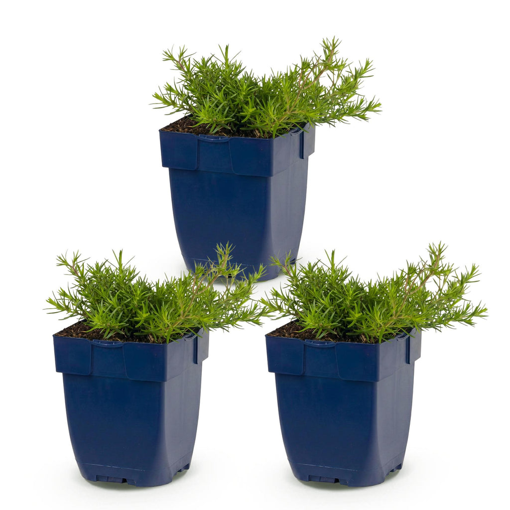 Vasteplant - Phlox MacDaniel's Cushion - Vlambloem - Bodembedekkend - Donker Roze - 3 Planten - Pot 11cm - Hoogte 15-25cm