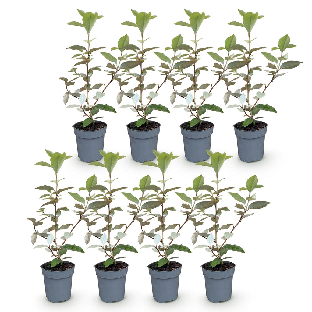 8x Elaegnus ebbingei Compacta - Olijfwilg - Haagplanten - Groenblijvend - Grijs - Pot 9cm - Hoogte 25-35cm