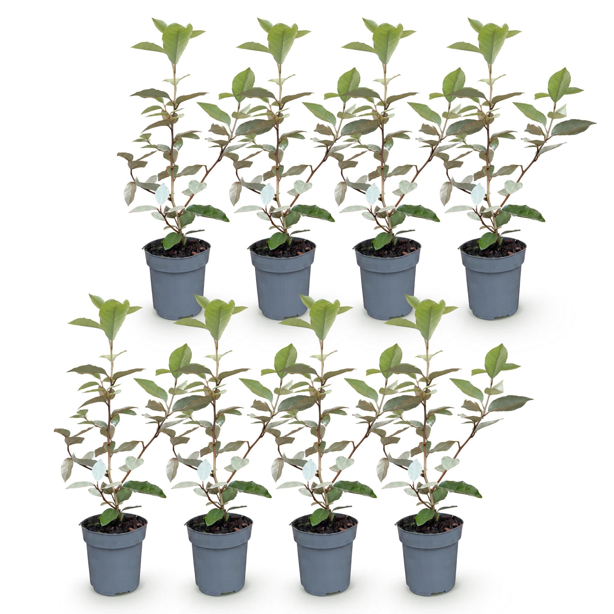 8x Elaegnus ebbingei Compacta - Olijfwilg - Haagplanten - Groenblijvend - Grijs - Pot 9cm - Hoogte 25-35cm