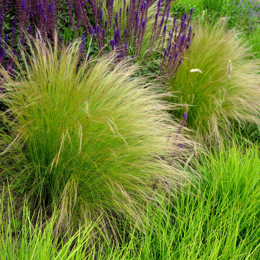 Siergrassen - Stipa tenuifolia Pony Tails - Groen - 1 Plant - Groenblijvend - Winterhard - Pot 17cm Hoogte 50cm
