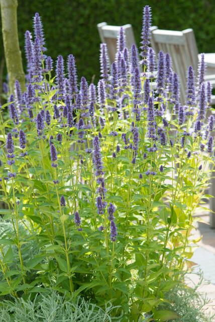 48x Agastache 'Black Adder' - ↕10-25cm - Ø9cm