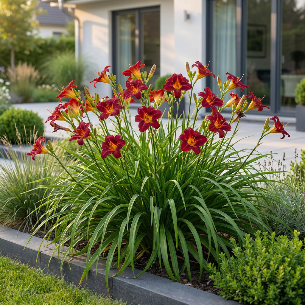 Vasteplant - Hemerocallis Autumn Red - Daglelie - Bijen en Vlinderlokkers - Rood - 12 Planten - Pot 11cm - Hoogte 15-25cm
