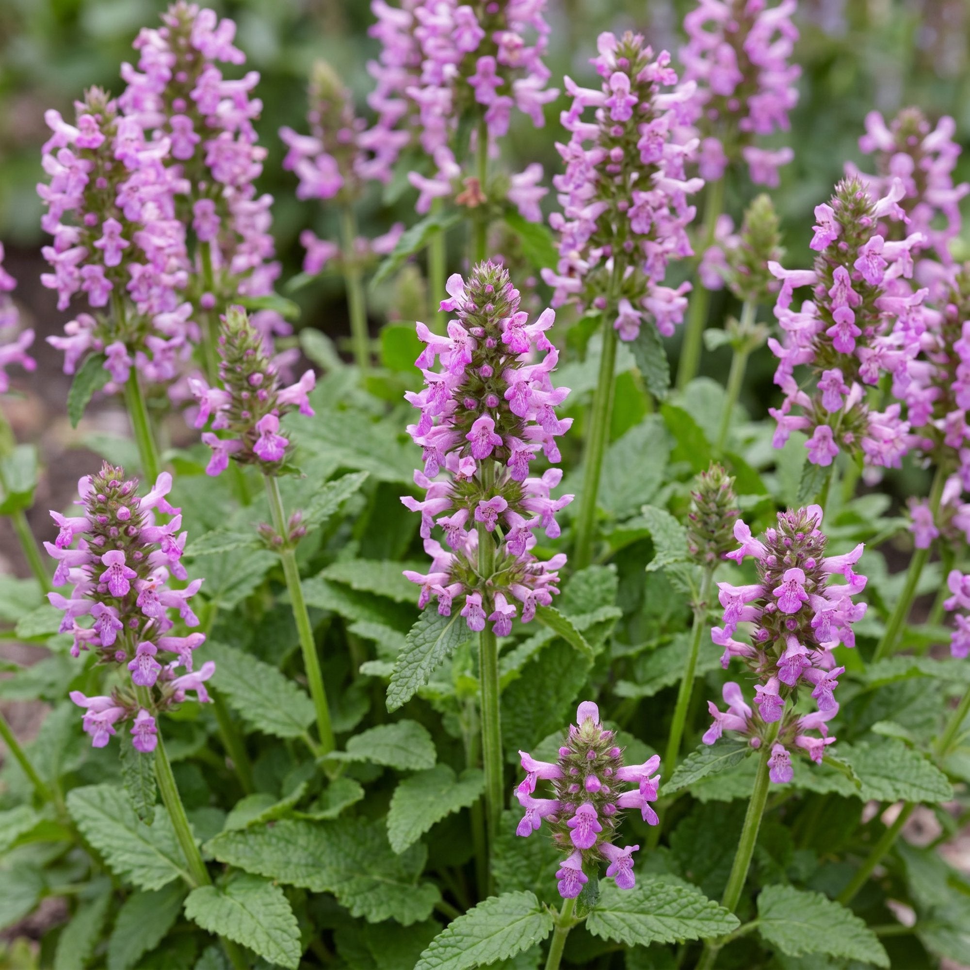 Vasteplant - Stachys off. Ukkie - Ezeloor - RotsPlant - Roze - 1 Plant - Pot 11cm - Hoogte 15-25cm