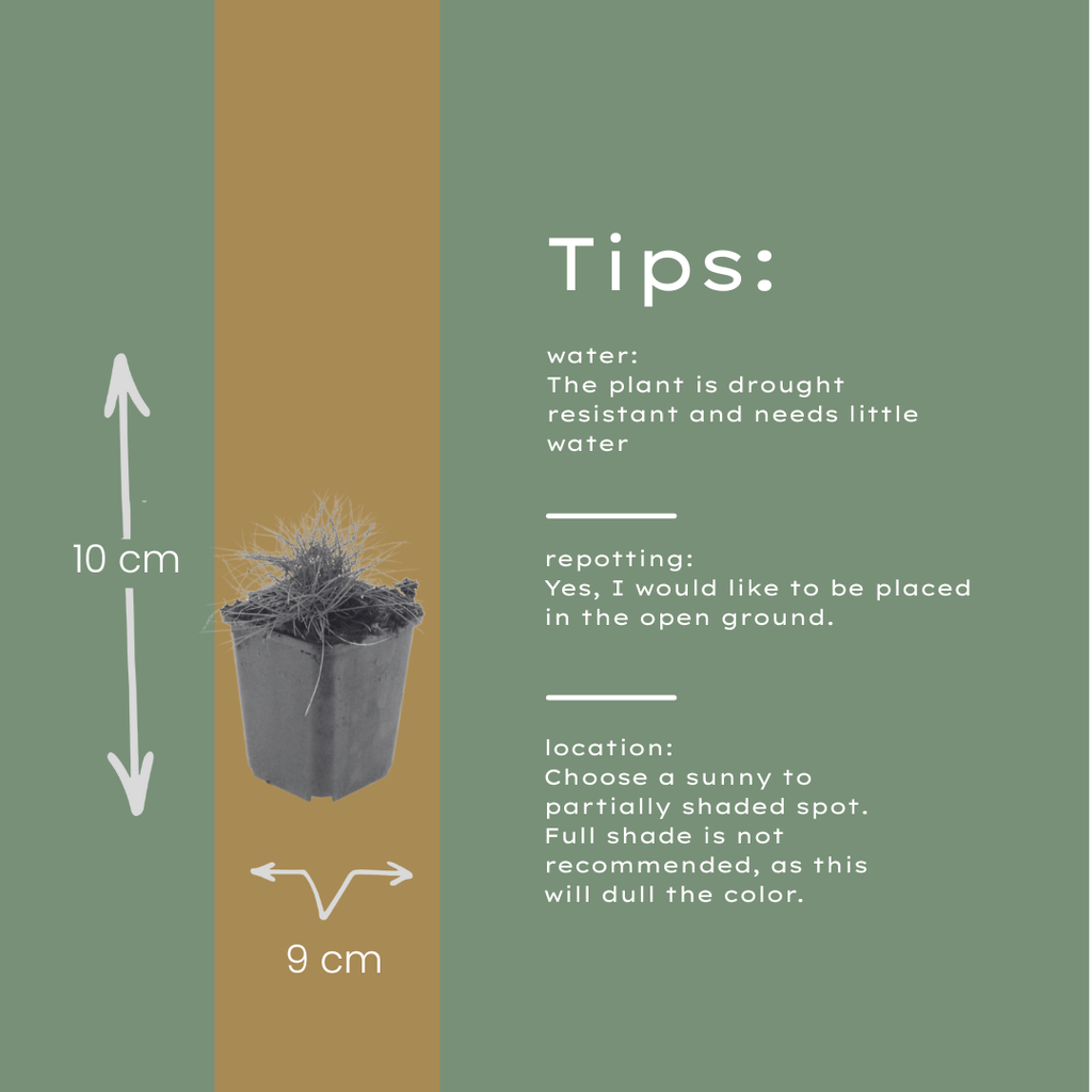 48x Festuca gautieri - ↕10-25cm - Ø9cm