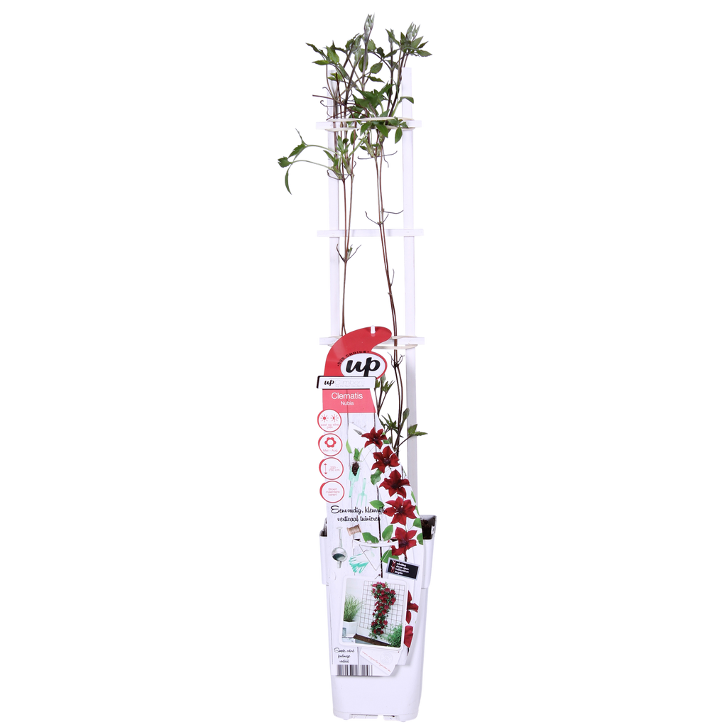 Clematis Nubia - Clematis Evison Rood - Ø15cm - ↕65cm - Ø15 - ↨65cm