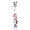 Clematis Nubia - Clematis Evison Rood - Ø15cm - ↕65cm - Ø15 - ↨65cm