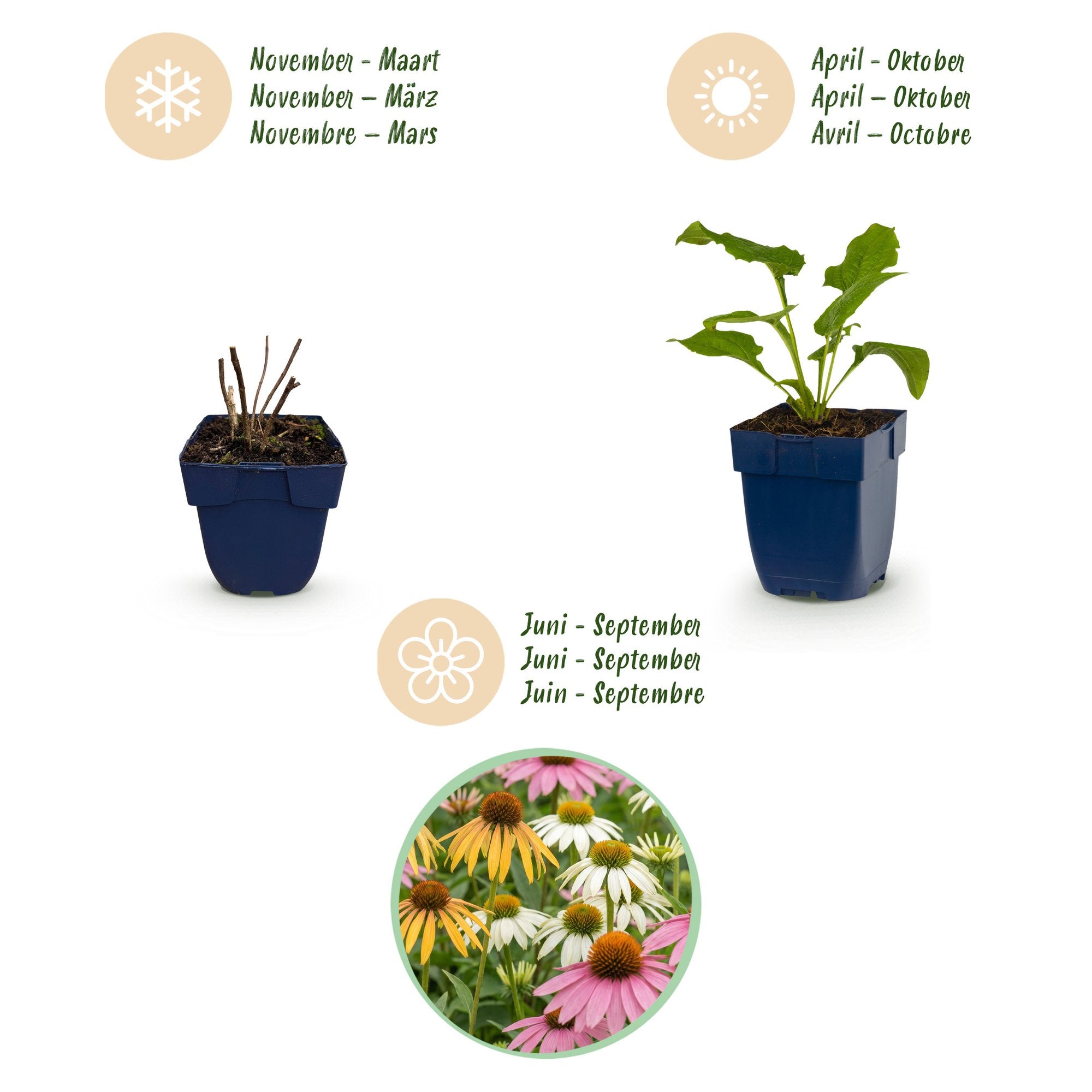 Vasteplant - Echinacea Tricolour - Zonnehoed - Bijen en Vlinderlokkers - Geel - Roze - Wit - 6 Planten - Pot 11cm - Hoogte 15-25cm