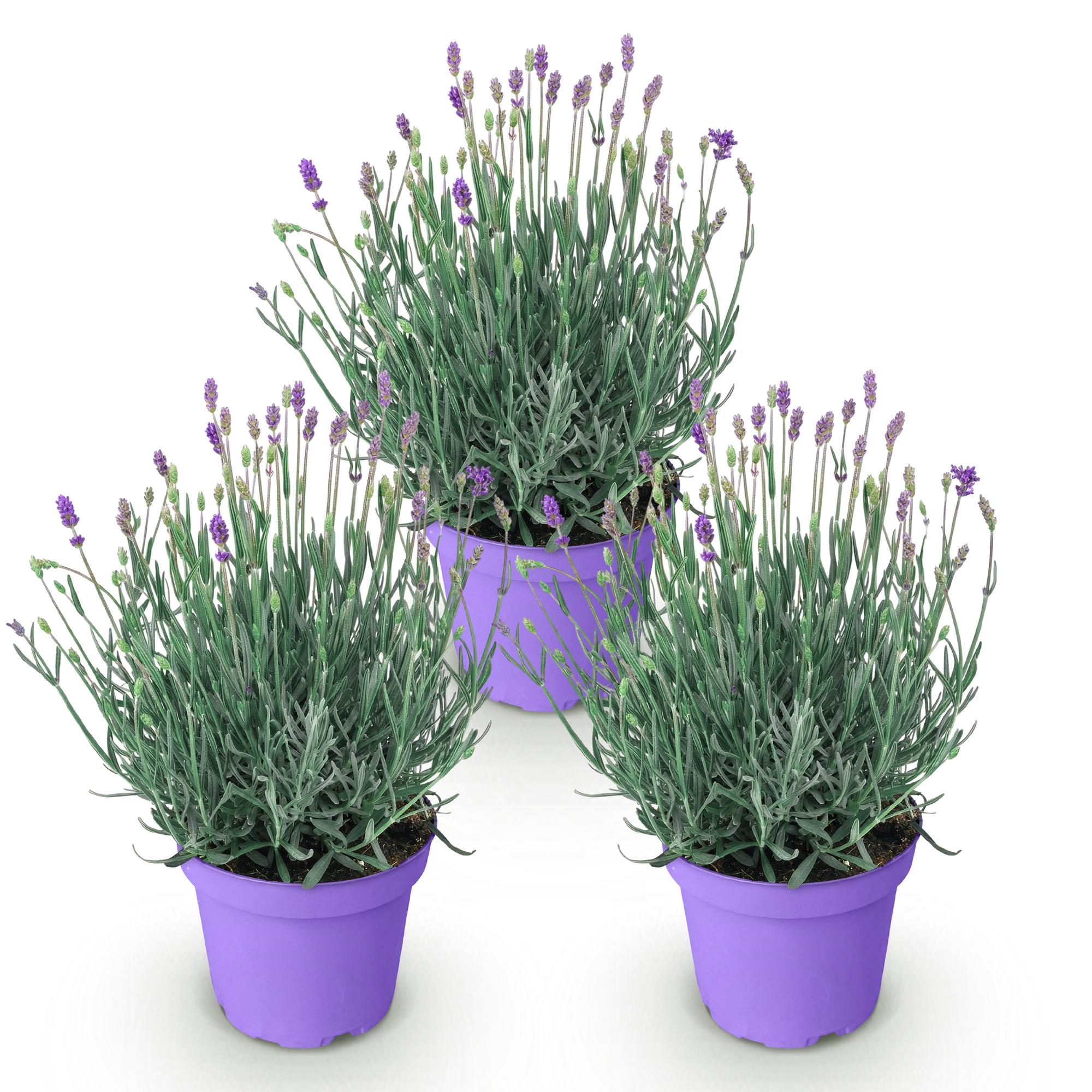 Tuinplant - Lavandula angustifolia Munstead - Lavendel - Winterhard - Paars - 3 Planten - Pot 12cm - Hoogte 15-25cm