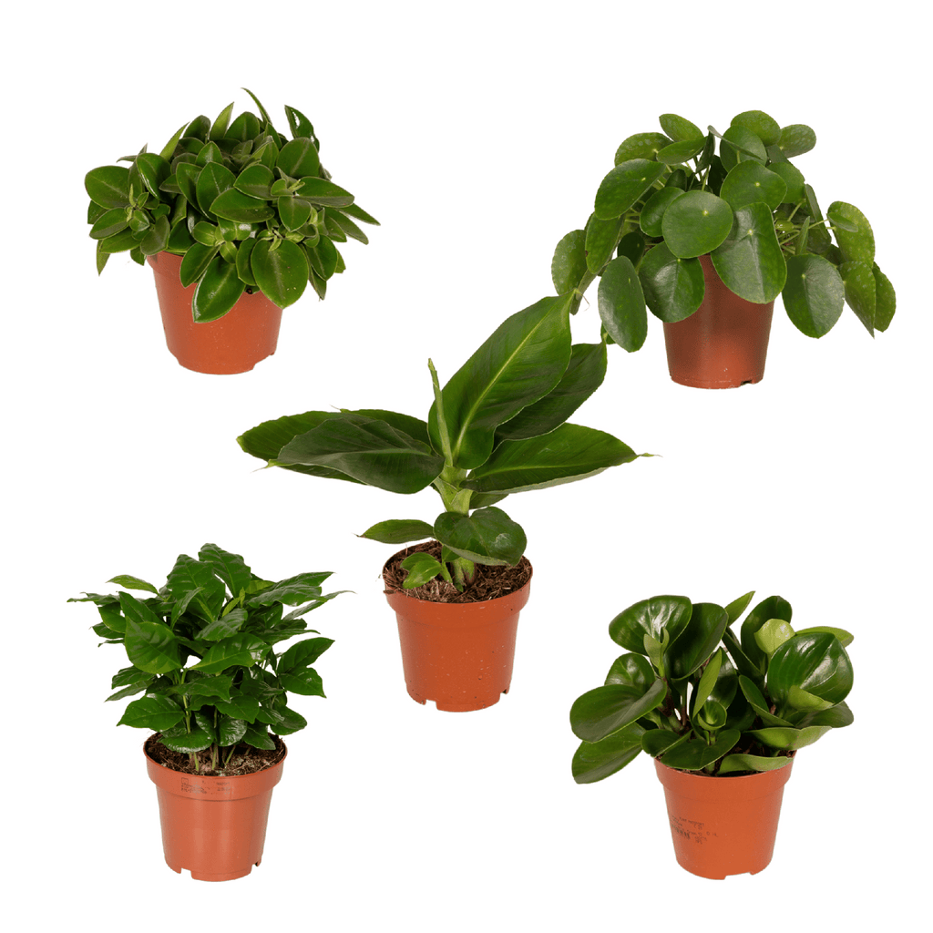 Verrassingsbox - Ø12cm - ↕25cm - x5