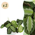 Kamerplant - Maranta Fascinator Silverband - Gebedsplant - Huisdiervriendelijke Plant - Groen - 2 Planten - met Potter Wit - Pot 12cm - Hoogte 25cm