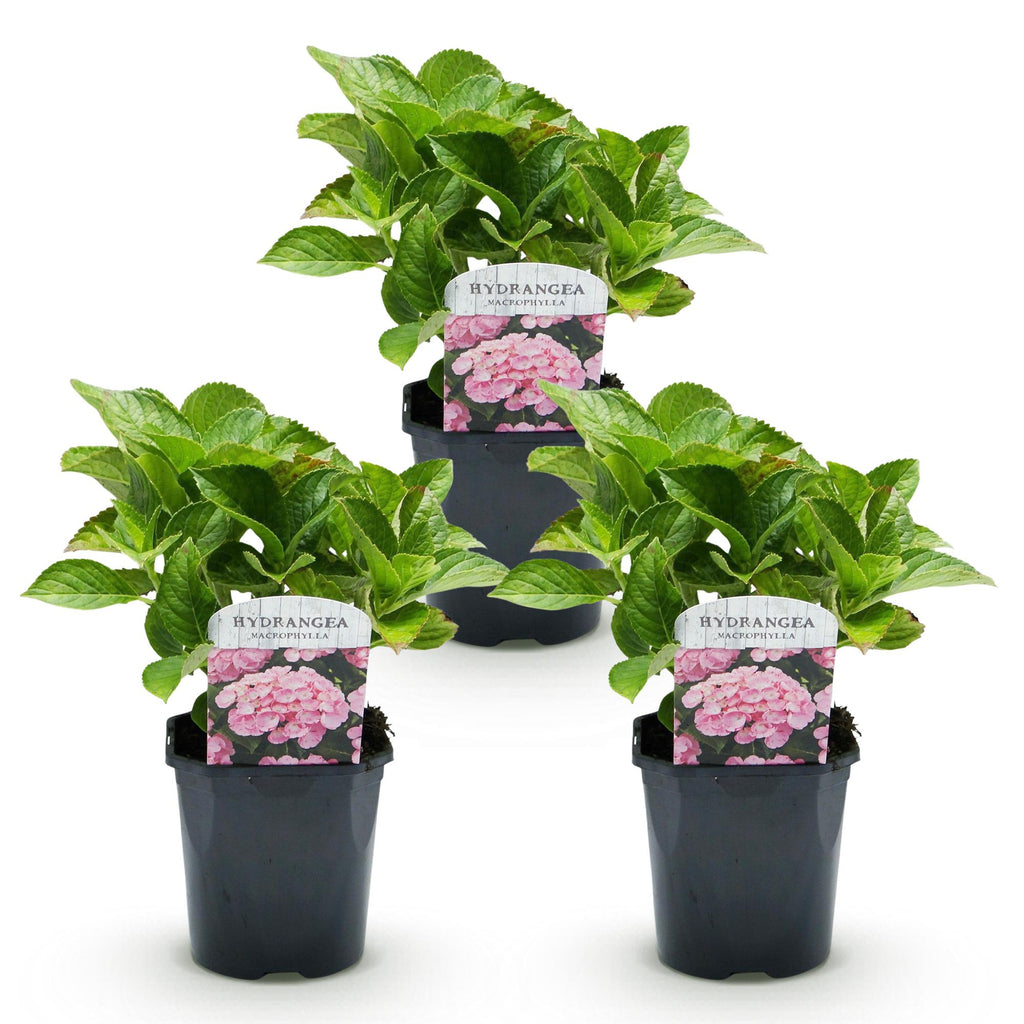 Hortensia - Hydrangea macrophylla Roze - Bloem Roze - 3 Planten - 1 m2 - Bladverliezend - Weinig Onderhoud - Pot 17cm Hoogte 30cm