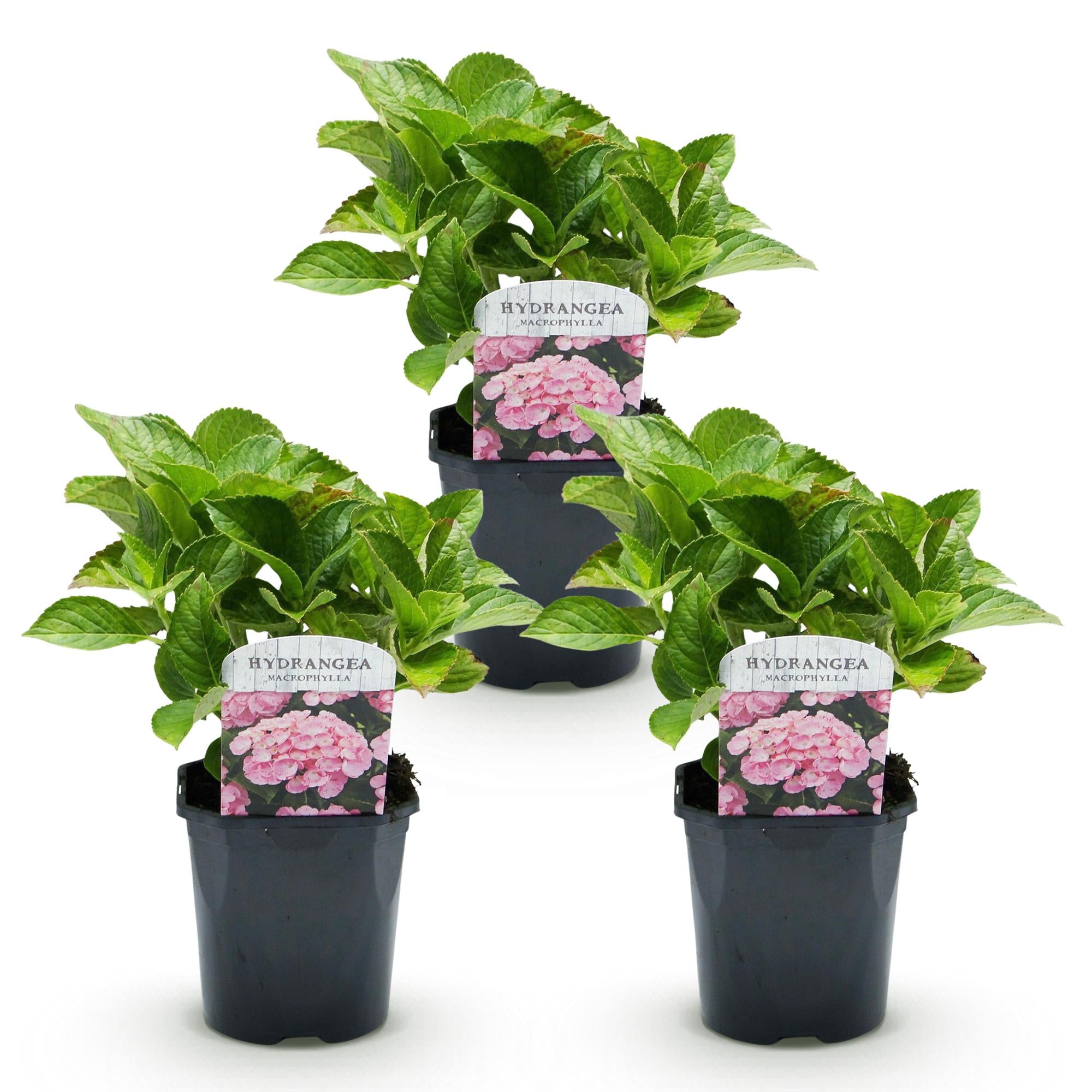 Hortensia - Hydrangea macrophylla Roze - Bloem Roze - 3 Planten - 1 m2 - Bladverliezend - Weinig Onderhoud - Pot 17cm Hoogte 30cm