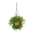 Peperomia Rotundifolia - Ø15cm - ↕25cm