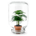 Easyplant - Asparagus - Ø 18 cm ↑ 28 cm