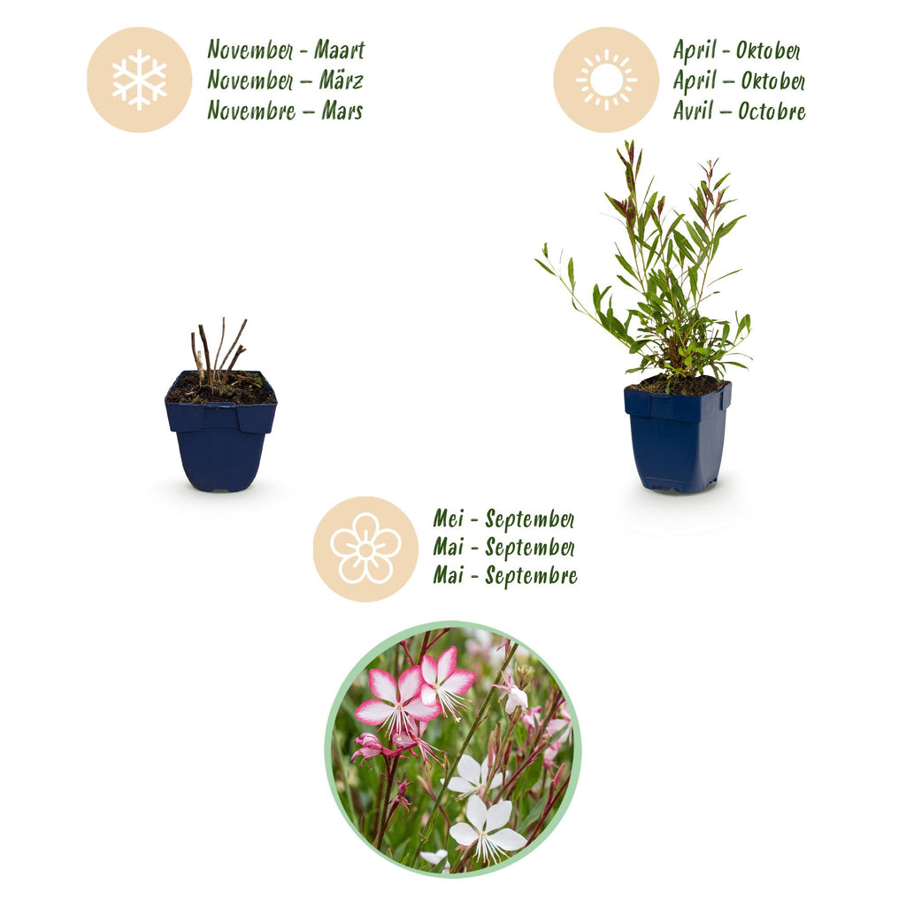 Vasteplant - Gaura Duo - Prachtkaars - Bijen en Vlinderlokkers - Roze - Wit - 12 Planten - Pot 11cm - Hoogte 15-25cm