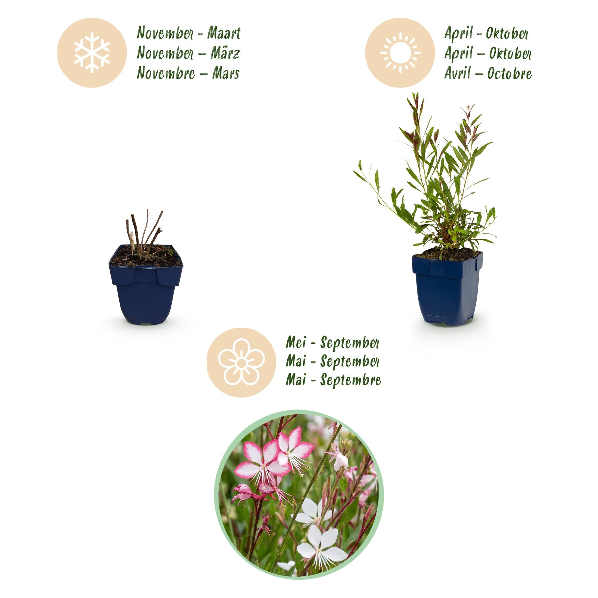 Vasteplant - Gaura Duo - Prachtkaars - Bijen en Vlinderlokkers - Roze - Wit - 12 Planten - Pot 11cm - Hoogte 15-25cm