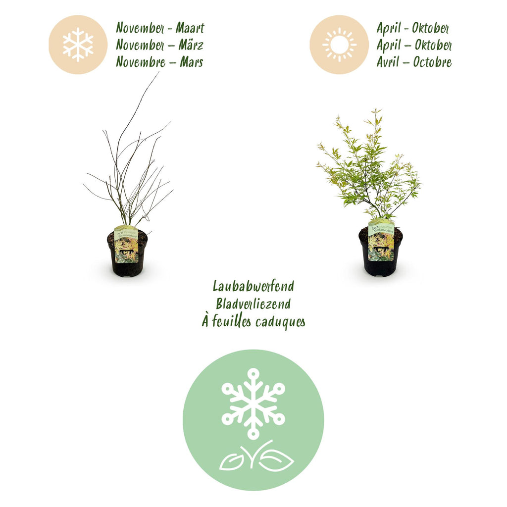 Terrasplant - Japanse Esdoorn - Acer palmatum Methamorphosa - Groen - 1 Plant - Bladverliezend - Pot 19cm Hoogte 70cm