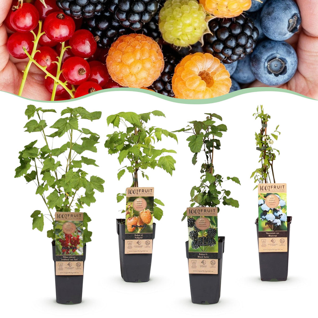Fruitplant - Ribes -Rubes-Vaccinium Mix - Rainbow - Winterhard - Rode Bes - Zwarte Braam - Gele Framboos - Blauwe Bes - 4 Planten - Pot 15cm - Hoogte 50cm