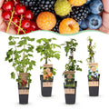 Fruitplant - Ribes -Rubes-Vaccinium Mix - Rainbow - Winterhard - Rode Bes - Zwarte Braam - Gele Framboos - Blauwe Bes - 4 Planten - Pot 15cm - Hoogte 50cm