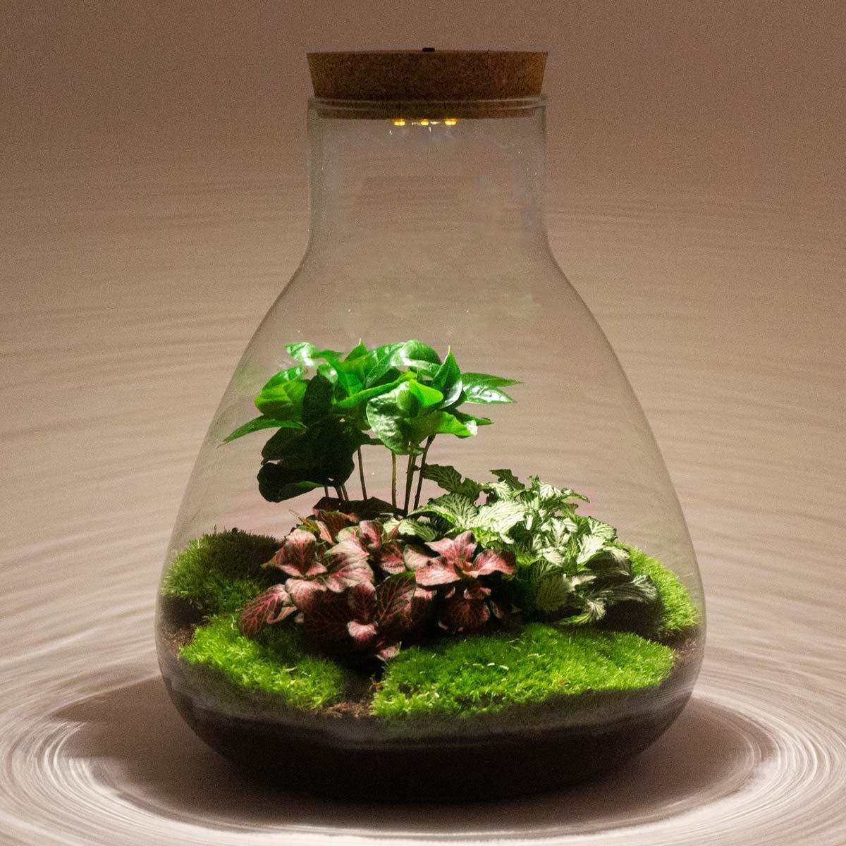 DIY Planten terrarium met licht - Sam Calathea - Ø 24,5 cm ↑ 30 cm - No tools