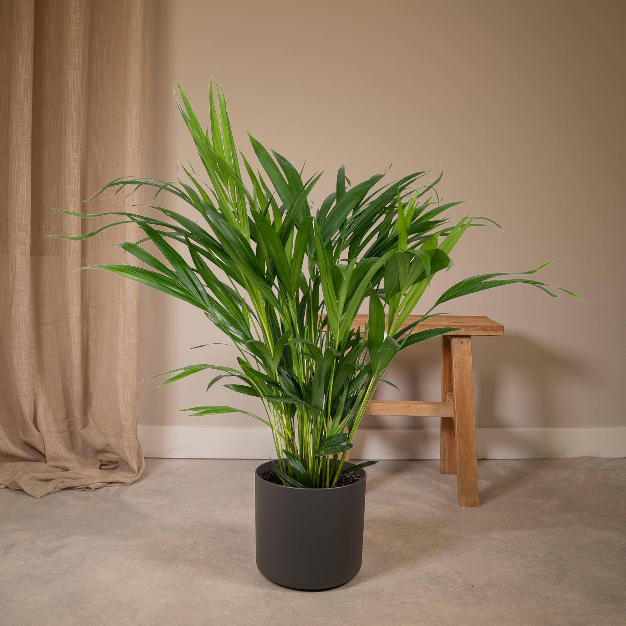 Dypsis Lutescens - Areca - Ø17cm - ↕60cm