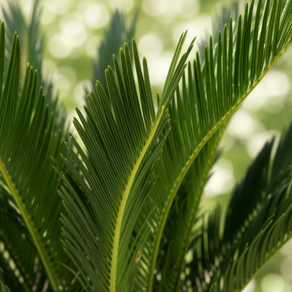 Kamerplant - Cycas revoluta - Palmvaren - Weinig onderhoud - Groen - 2 - Pot 17cm - Hoogte 55-65cm