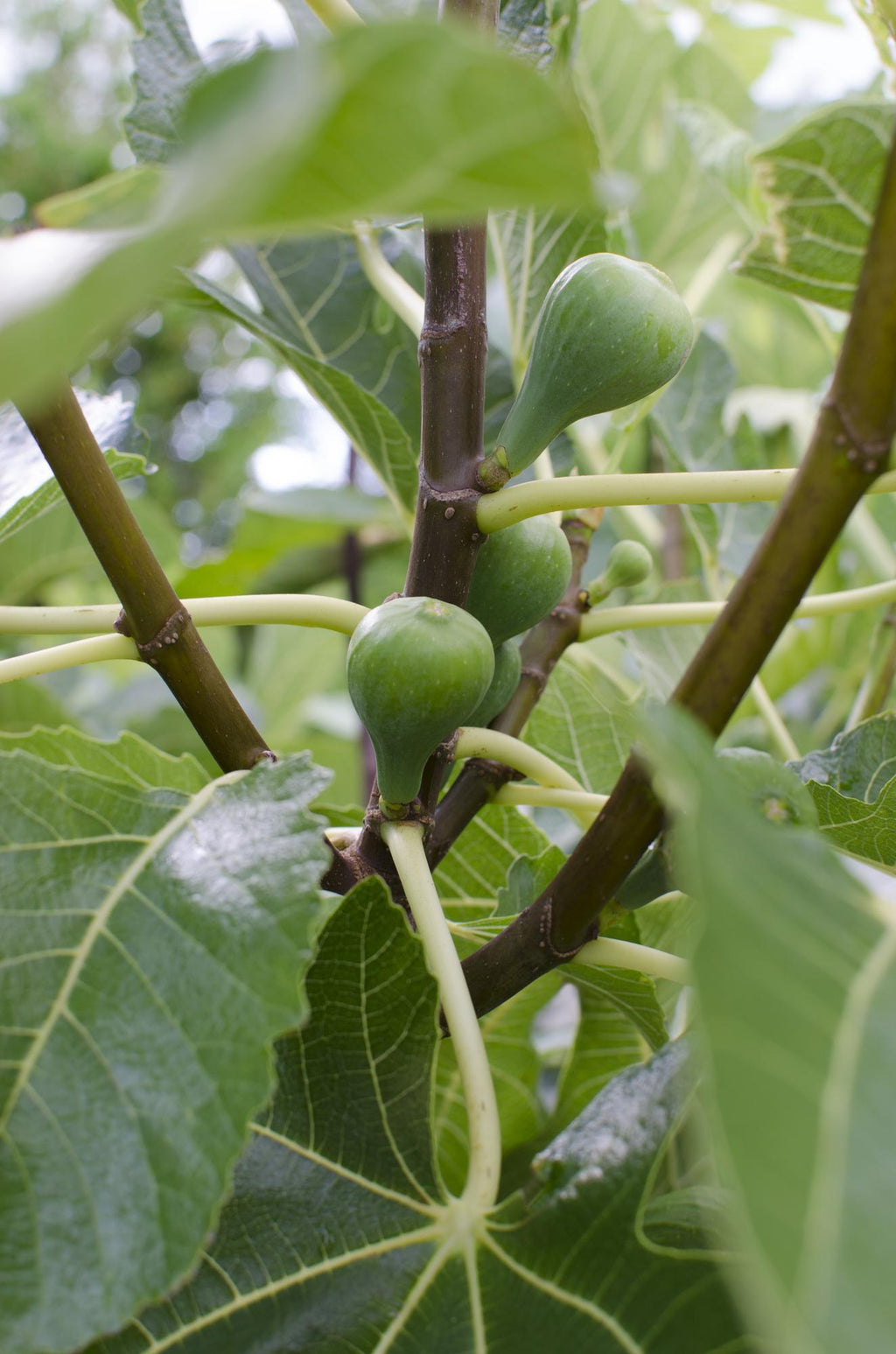 Ficus Gustissimo Perretta - Ø13 - ↨30cm