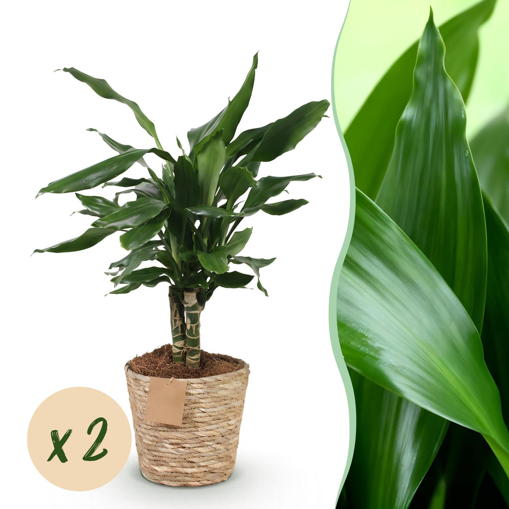 Green is... Kamerplanten - Dracaena fragrans Steudneri - Drakenbloedboom - Weinig onderhoud - met mand - Groen - 2 Planten - Pot 17cm - Hoogte 50-55cm