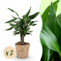 Green is... Kamerplanten - Dracaena fragrans Steudneri - Drakenbloedboom - Weinig onderhoud - met mand - Groen - 2 Planten - Pot 17cm - Hoogte 50-55cm