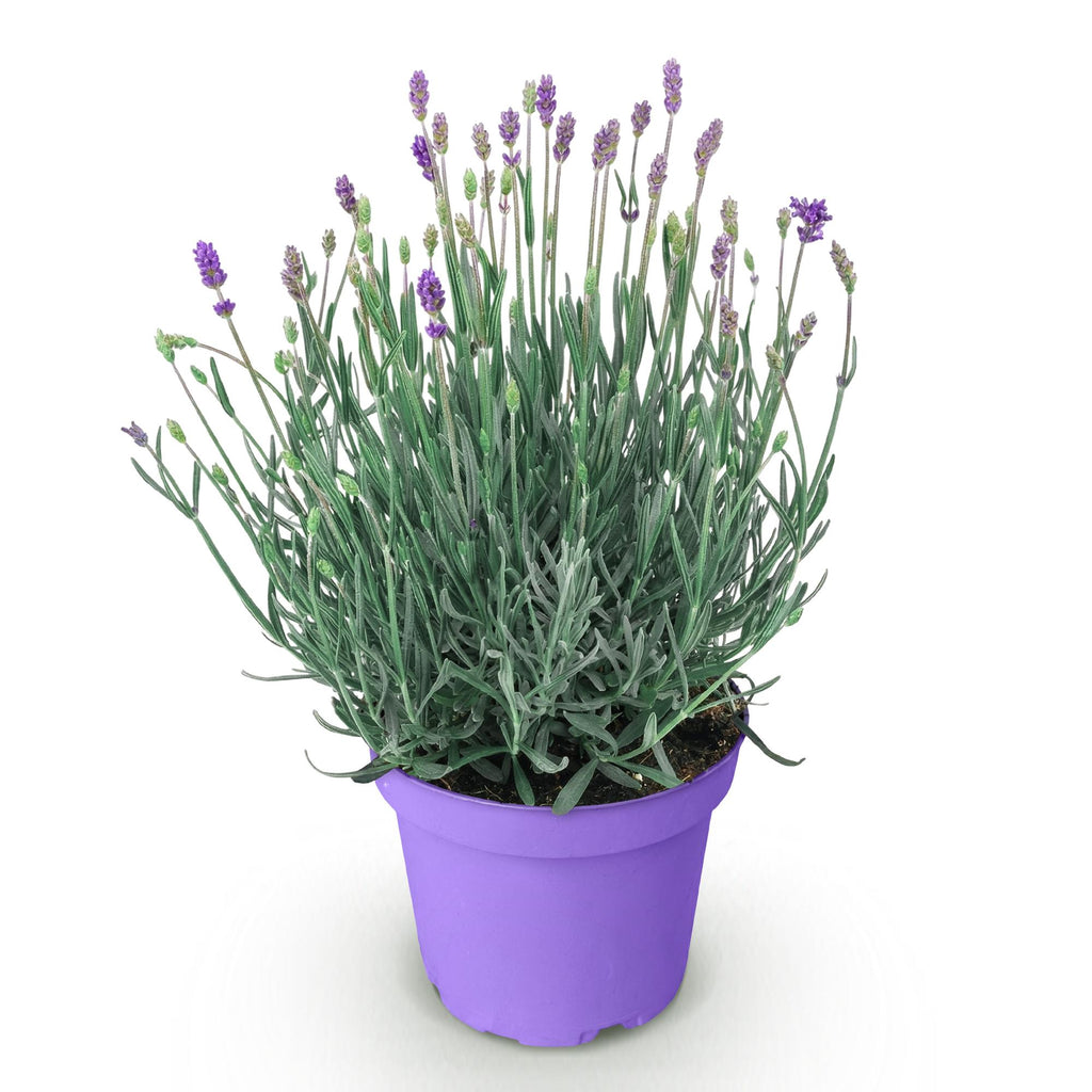 Tuinplant - Lavandula angustifolia Munstead - Lavendel - Winterhard - Paars - 1 Plant - Pot 12cm - Hoogte 15-25cm
