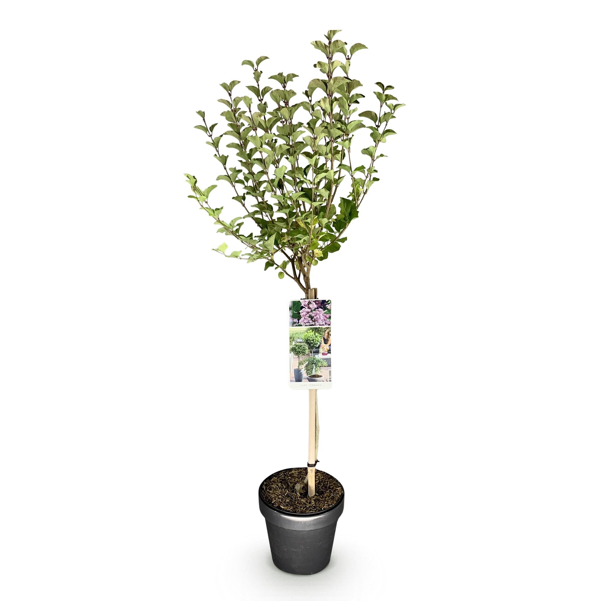 Plant op Stam- Syringa meyeri Palibin - Terras Plant - Bladverliezend - Winterhard- Paarse Bloem - Pot 19cm Hoogte 90cm